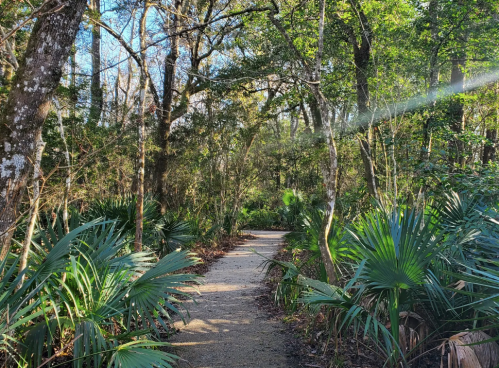 A serene forest path surrounded by lush greenery and palm-like plants, with sunlight filtering through the trees.