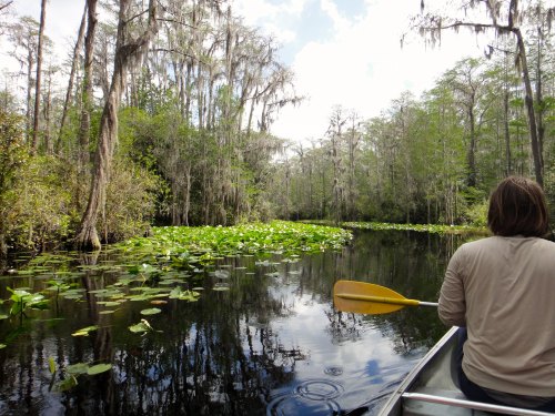 A person paddles a canoe through a serene, lush swamp with lily pads and tall trees draped in Spanish moss.