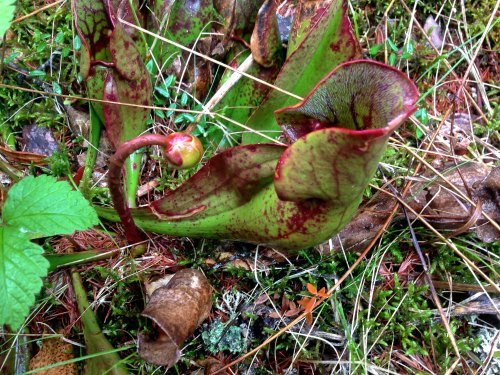 A close-up of a green and red pitcher plant among moss and fallen leaves in a natural setting.