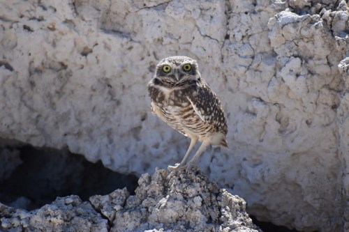 A burrowing owl perched on a rocky surface, with bright yellow eyes and speckled feathers, against a textured background.