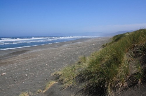 A serene beach scene with gentle waves, sandy shore, and lush green grass in the foreground under a clear blue sky.