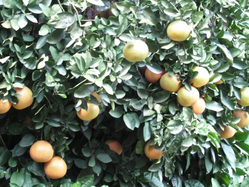 A lush green tree filled with ripe oranges among vibrant green leaves.