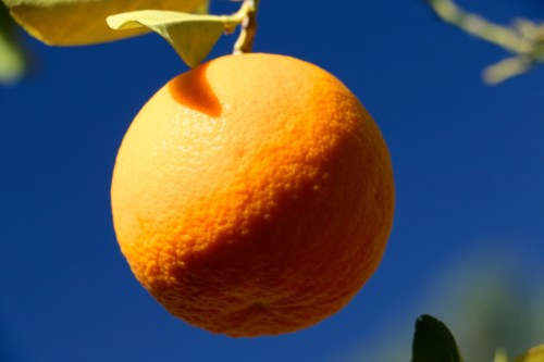 A close-up of a ripe orange hanging from a branch against a clear blue sky.