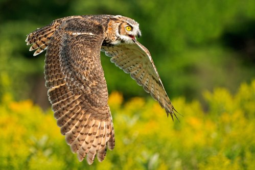 A majestic owl in flight, showcasing its large wings and striking yellow eyes against a blurred green and yellow background.