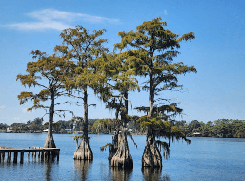 Three cypress trees with knobby roots stand in calm water under a clear blue sky, with a wooden pier in the background.