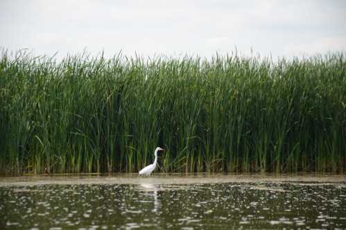 A white heron stands in shallow water, surrounded by tall green reeds under a cloudy sky.