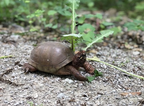 A turtle on a gravel path, surrounded by green plants and dandelions, with its head raised and looking forward.