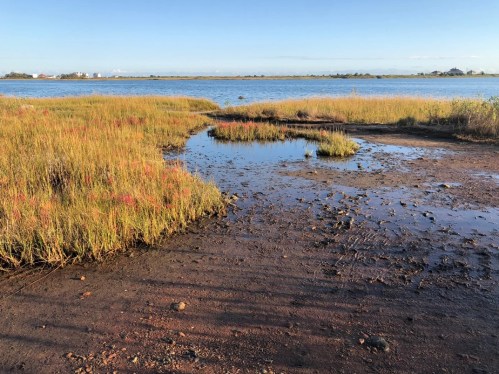 A serene coastal landscape featuring tall grasses, a small water pool, and a calm blue sky over a bay.