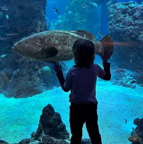 A child gazes at a large fish swimming in an aquarium, surrounded by colorful marine life.