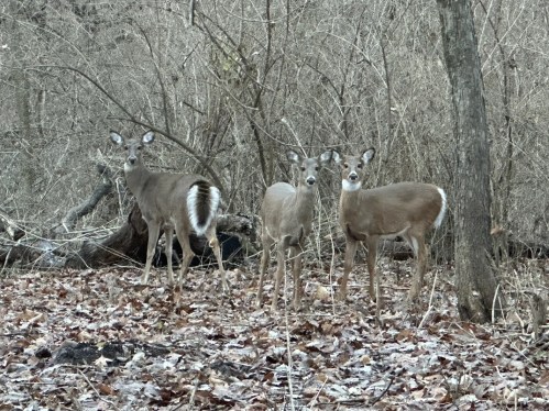 Three deer stand among bare trees and fallen leaves, looking curiously at the camera in a wooded area.