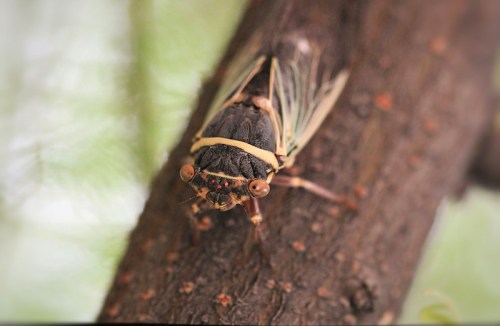 Close-up of a cicada perched on a tree branch, showcasing its distinctive black and yellow markings.