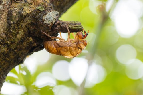 A close-up of a cicada clinging to a tree branch, with a blurred green background.