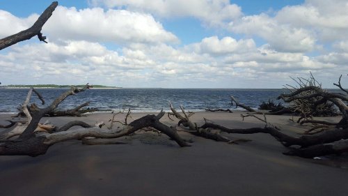A serene beach scene with driftwood on the sand and a calm ocean under a partly cloudy sky.