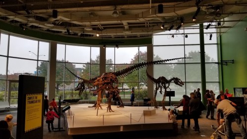 A dinosaur skeleton exhibit in a museum, with visitors observing through large windows.