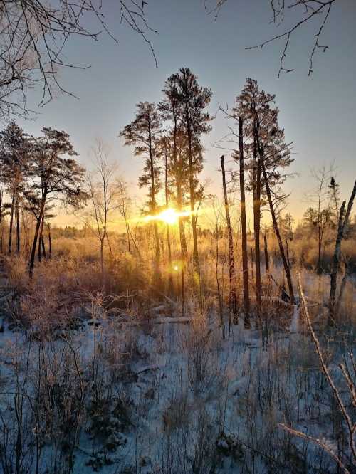 Sunrise over a snowy forest, with frosted trees and a warm glow illuminating the landscape.