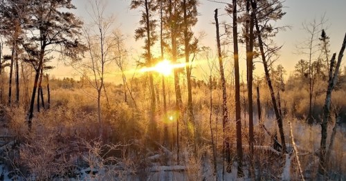Sunrise through frosty trees in a winter landscape, with golden light illuminating the icy branches.