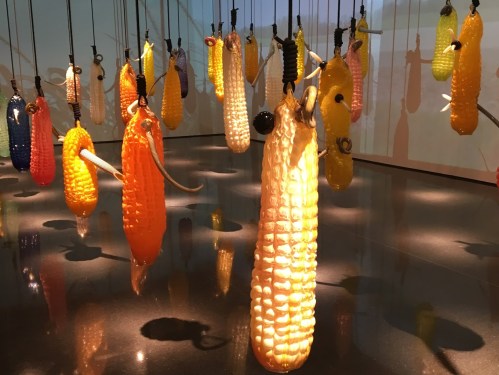 Colorful glass sculptures of corn hanging from the ceiling, creating a vibrant and artistic display in a gallery.