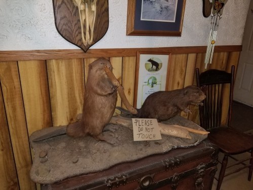 Taxidermy beavers on a display table with a sign that reads "PLEASE DO NOT TOUCH." Rustic wooden decor in the background.