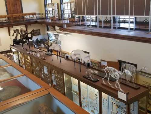 A museum display featuring various animal skeletons and fossils arranged on a long table in a well-lit room.