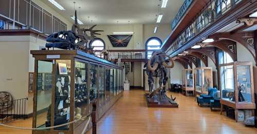 Interior of a museum featuring display cases with fossils and a large dinosaur skeleton in a well-lit space.