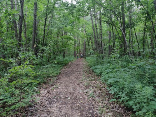 A narrow dirt path through a lush green forest, with trees lining both sides and a person walking in the distance.