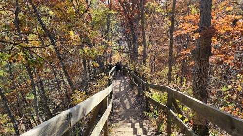 A wooden staircase descends through a colorful autumn forest, surrounded by trees with vibrant leaves.