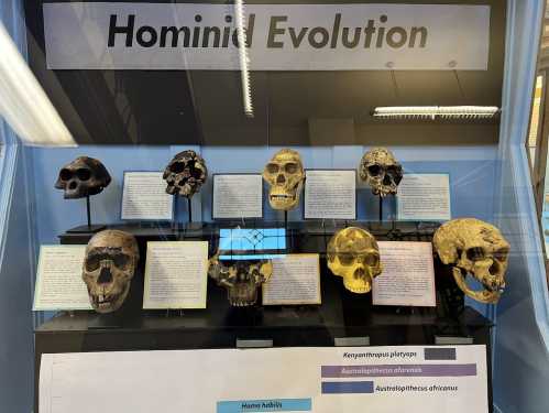 Display of hominid skulls illustrating the evolution of early human ancestors.