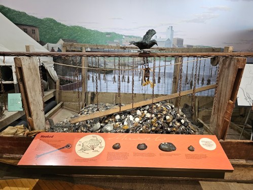 Display of mussels in a historical exhibit, featuring a fishing net and an informative sign about mussel harvesting.