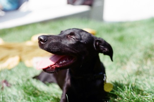 A happy black dog with its mouth open, lounging on green grass in a sunny outdoor setting.