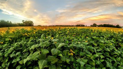 A vibrant field of green plants under a colorful sunset sky, with golden fields in the background.