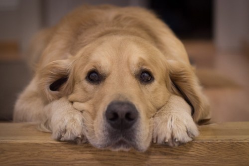 A golden retriever rests its head on a wooden surface, looking directly at the camera with a gentle expression.