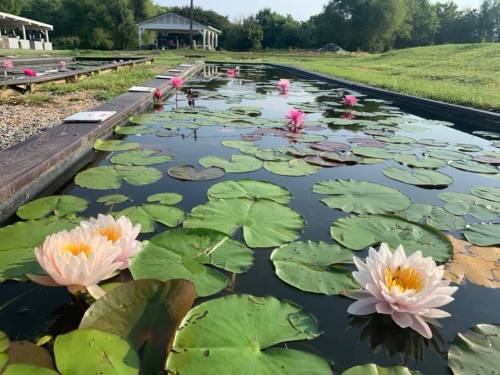 A serene pond filled with pink water lilies and green lily pads, surrounded by lush greenery and a distant building.
