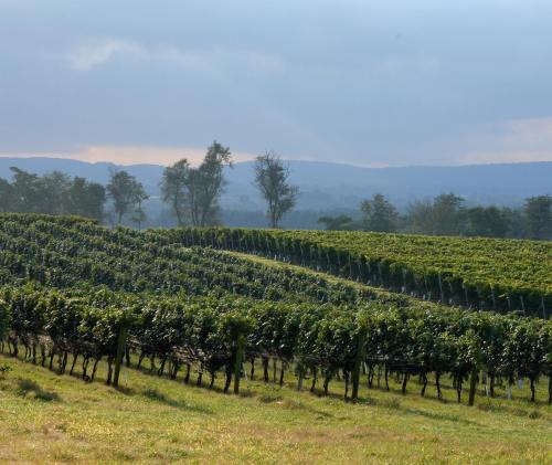 A scenic vineyard with rows of grapevines, rolling hills, and a cloudy sky in the background.