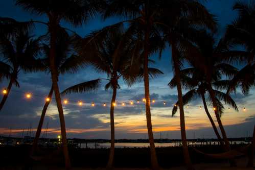 Silhouetted palm trees with string lights against a colorful sunset over a calm waterfront.