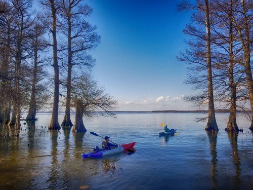 Two kayakers paddle on a calm lake surrounded by tall trees under a clear blue sky.