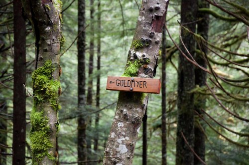 Wooden sign reading "Goldmyer" attached to a moss-covered tree in a lush, green forest.