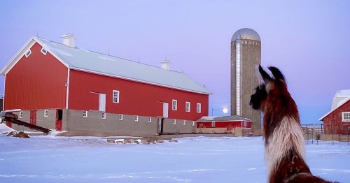 A llama stands in the snow, gazing at a red barn and silo under a pastel sky at dusk.