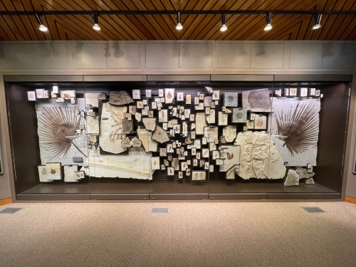 A display case featuring various fossil specimens and photographs arranged in an artistic layout.