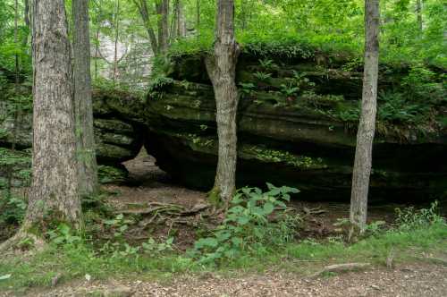 A large rock formation partially covered by trees and greenery in a forested area.