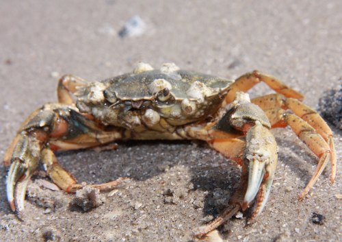 A close-up of a crab on sandy beach, showcasing its claws and textured shell.