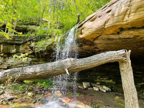 A serene waterfall cascades over a rocky ledge, with a fallen tree trunk in the foreground and lush greenery surrounding.