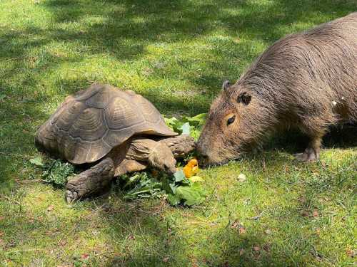 A tortoise and a capybara share a meal of greens and vegetables on a grassy field.