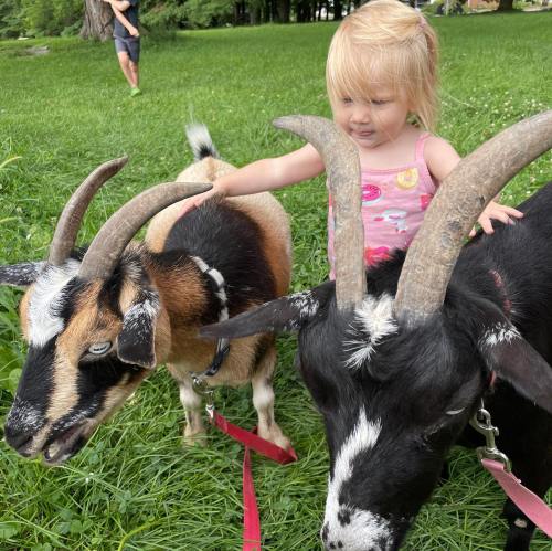 A young child interacts with two goats in a grassy area, enjoying a sunny day outdoors.