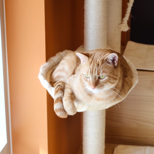 A relaxed orange tabby cat lounging in a cozy hammock on a cat tree, with a warm orange wall in the background.