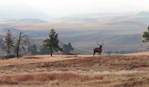 A lone elk stands in a grassy field with rolling hills and trees in the background, under a hazy sky.