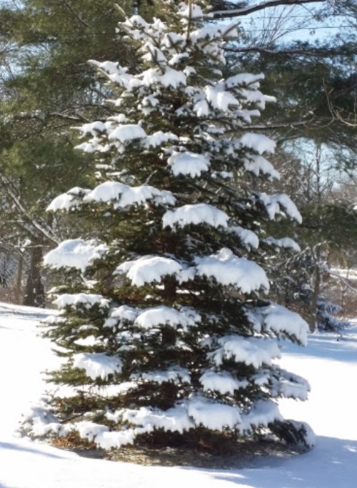 A snow-covered evergreen tree stands in a winter landscape, surrounded by a blanket of white snow.