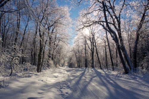 A snowy forest path lined with frosted trees, illuminated by sunlight filtering through the branches.