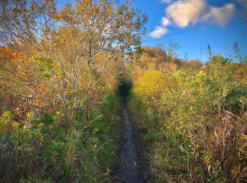A narrow dirt path winds through vibrant autumn foliage under a blue sky with scattered clouds.