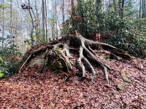 A gnarled tree stump with exposed roots surrounded by fallen leaves and greenery in a forest setting.