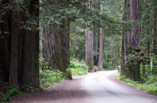 A winding dirt road surrounded by tall redwood trees and lush greenery in a serene forest setting.
